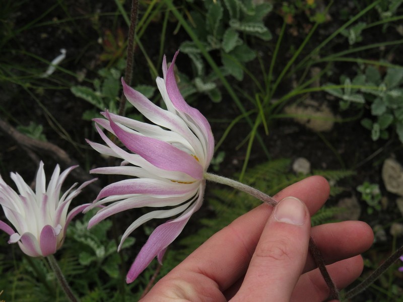 Knowltonia tenuifolia photo 3