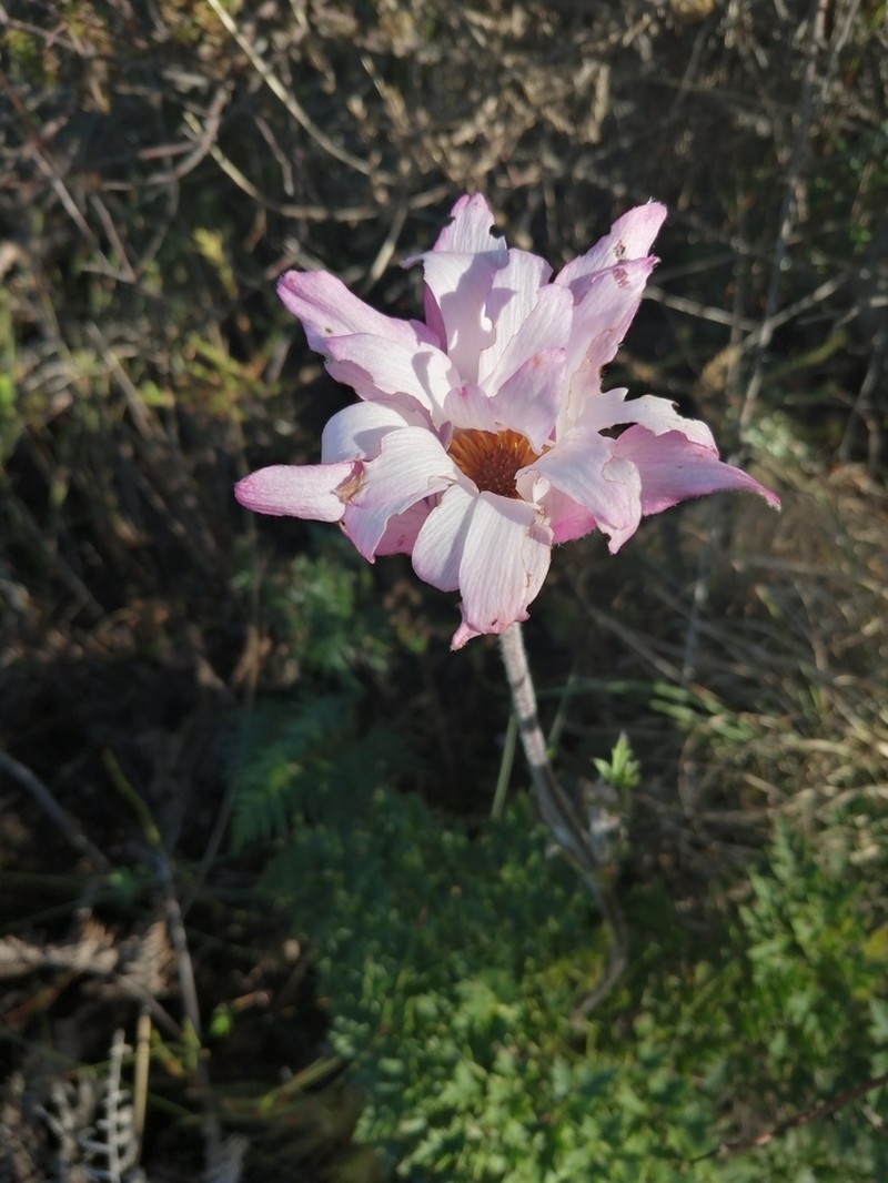 Knowltonia tenuifolia photo 4