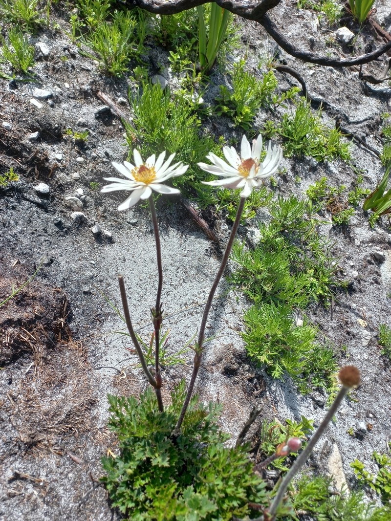 Knowltonia tenuifolia photo 5