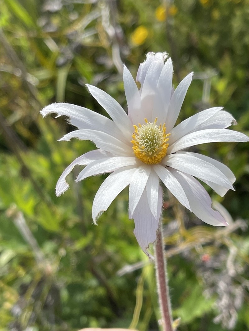 Knowltonia tenuifolia photo 7
