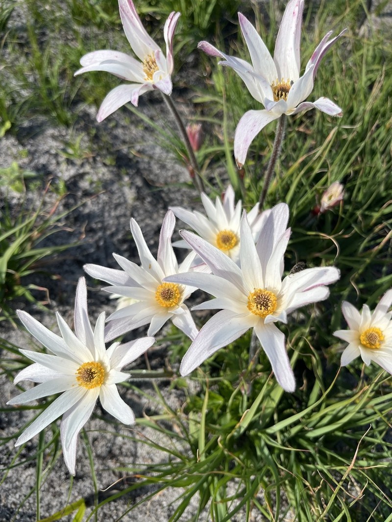 Knowltonia tenuifolia photo 8