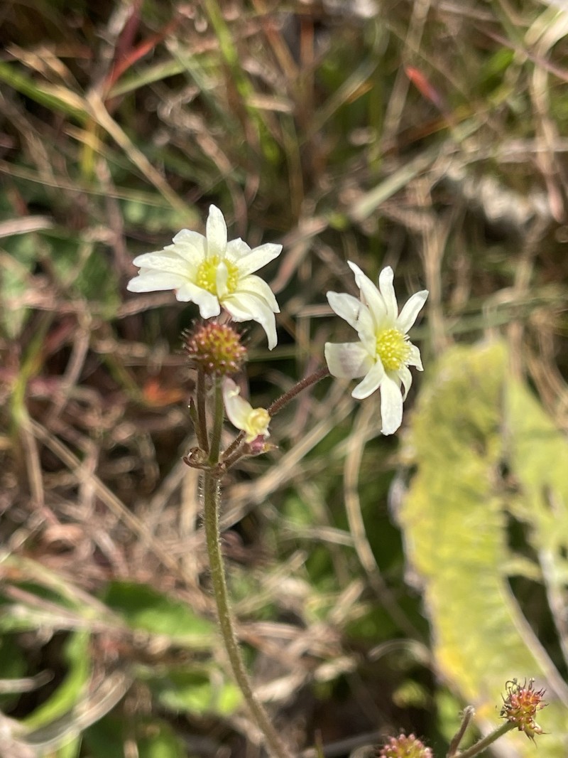 Knowltonia transvaalensis var. transvaalensis
