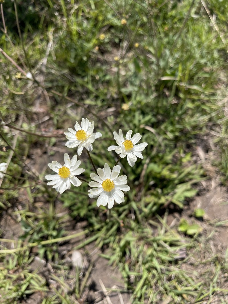 Knowltonia transvaalensis var. transvaalensis photo 2