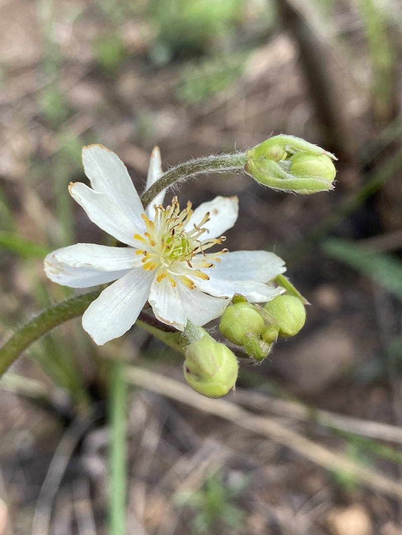 Knowltonia transvaalensis var. transvaalensis photo 3