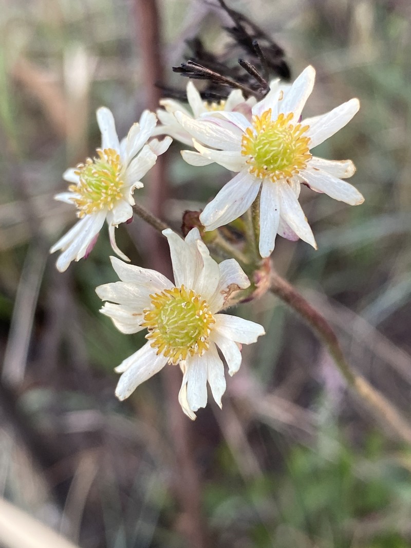 Knowltonia transvaalensis var. transvaalensis photo 4