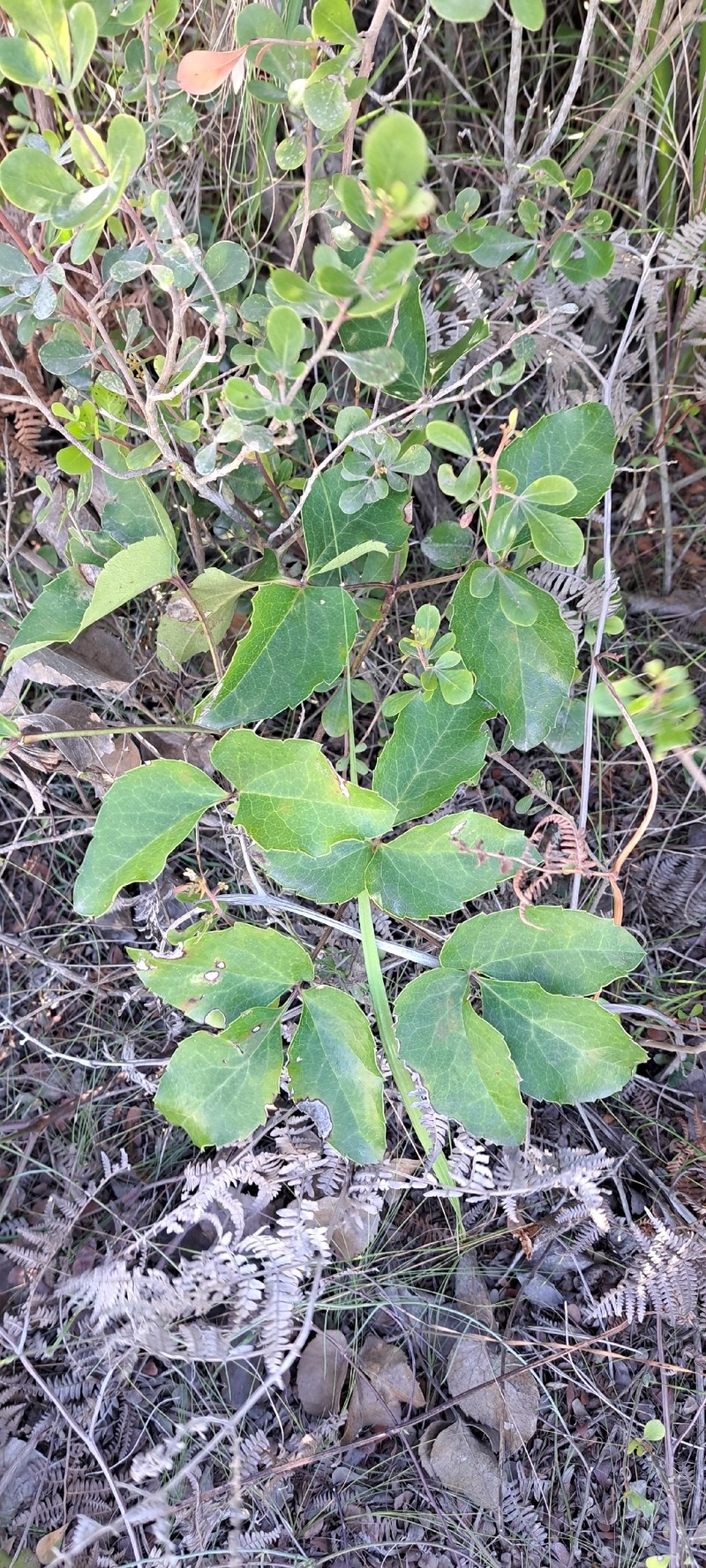 Knowltonia vesicatoria subsp. vesicatoria
