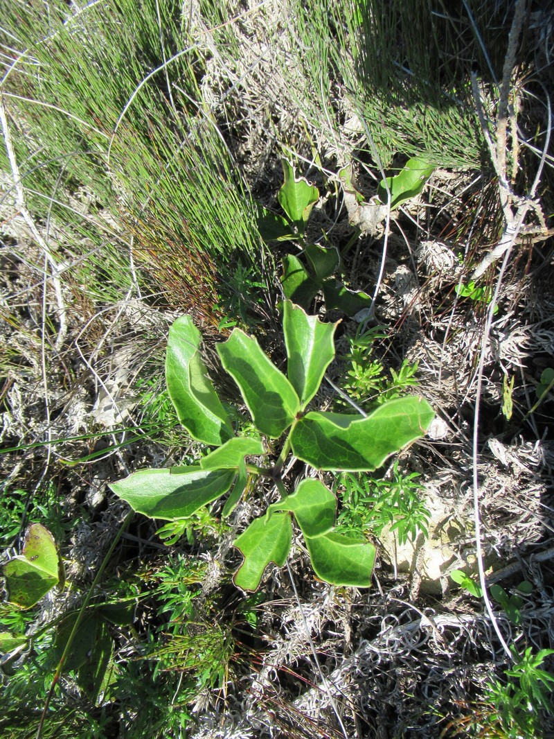 Knowltonia vesicatoria subsp. vesicatoria photo 2