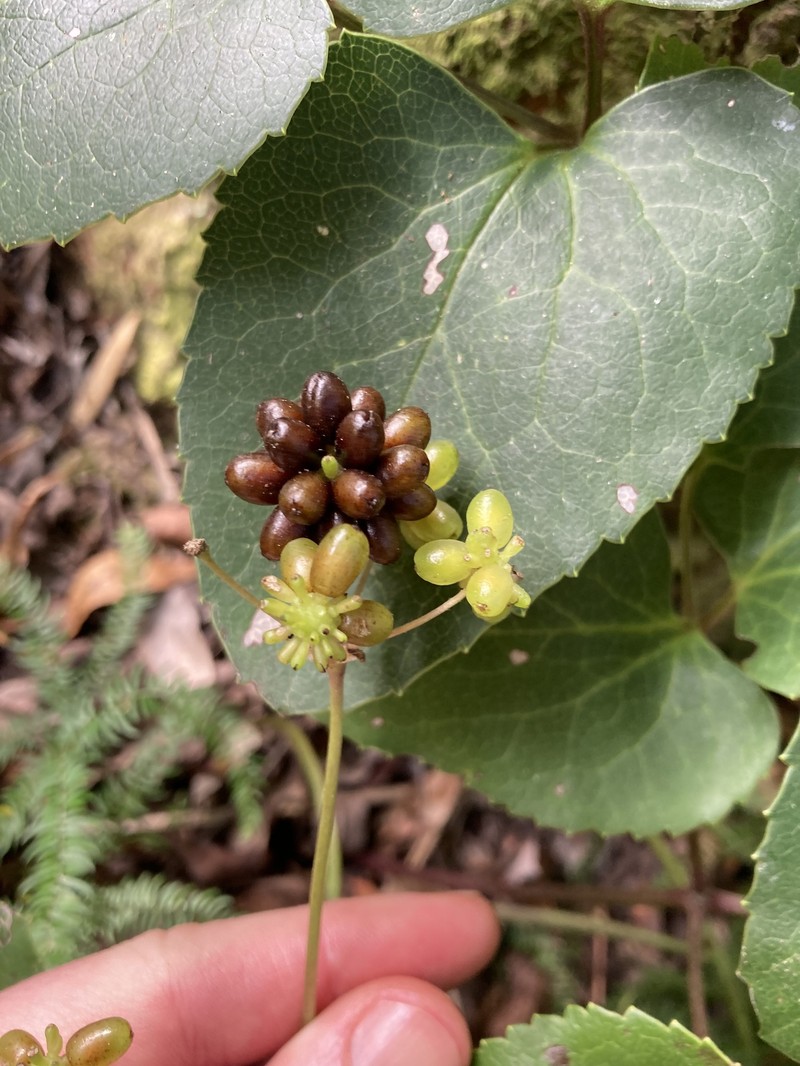 Knowltonia vesicatoria subsp. vesicatoria photo 3