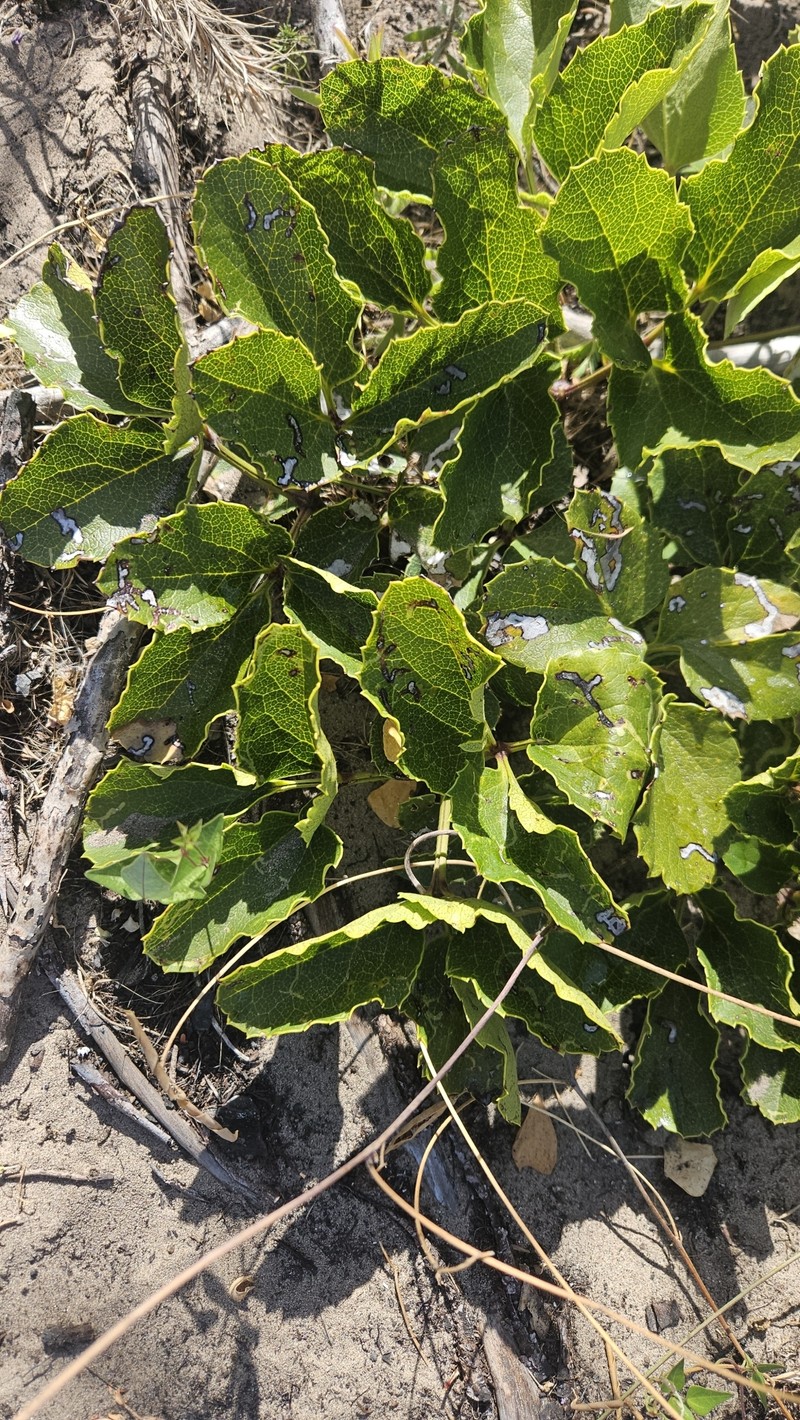 Knowltonia vesicatoria subsp. vesicatoria photo 4