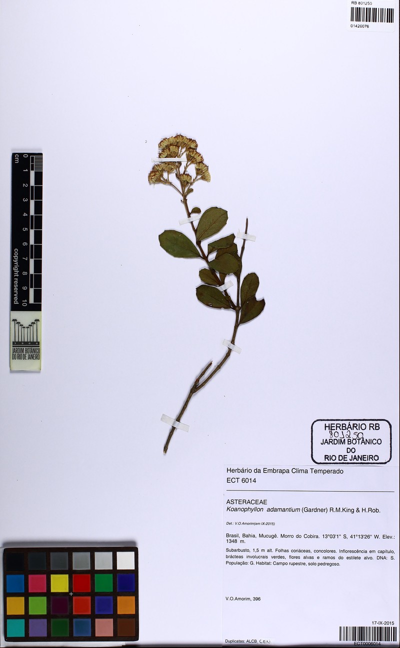 Koanophyllon adamantium photo 2