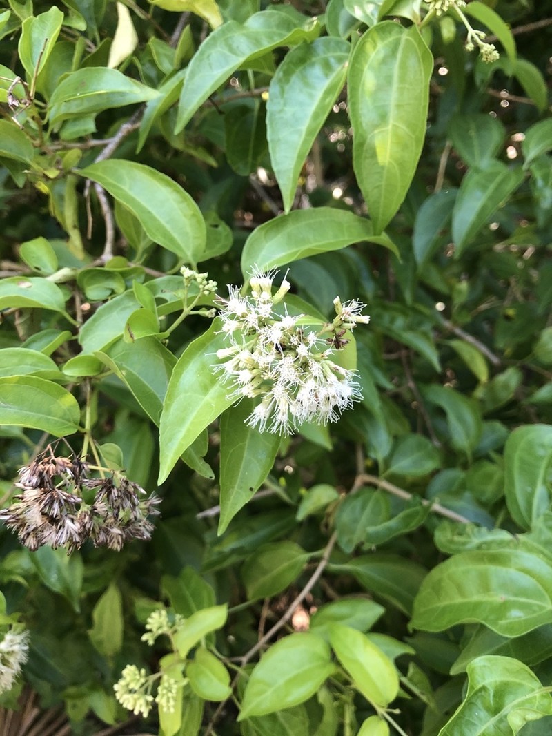 Koanophyllon albicaule photo 2