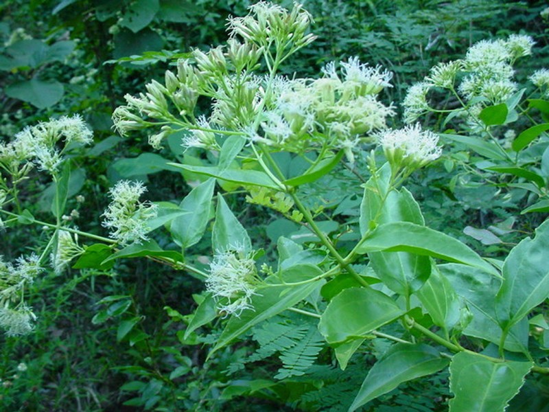 Koanophyllon albicaule photo 3