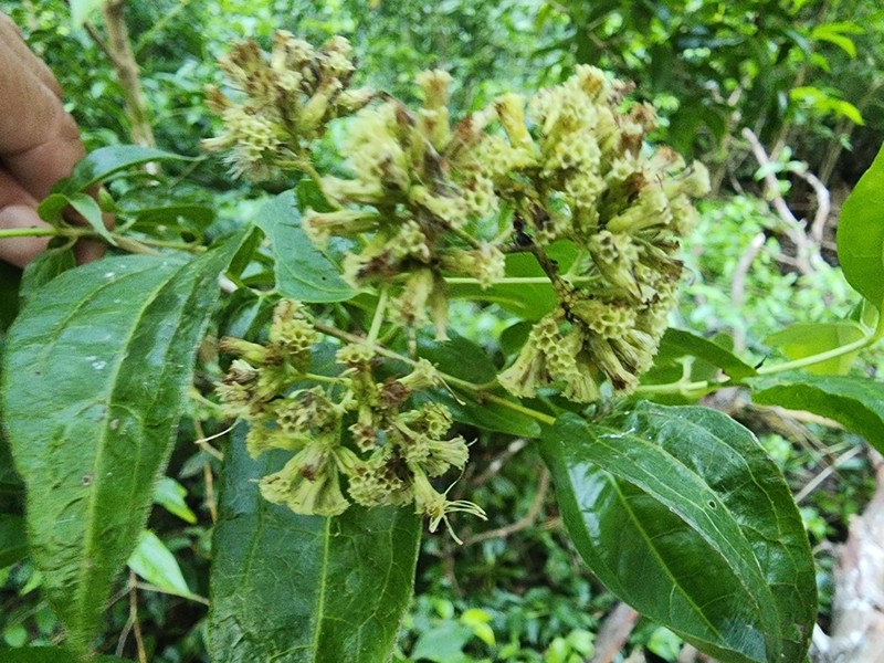 Koanophyllon albicaule photo 4