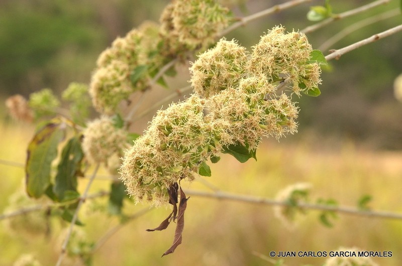 Koanophyllon albicaule photo 5