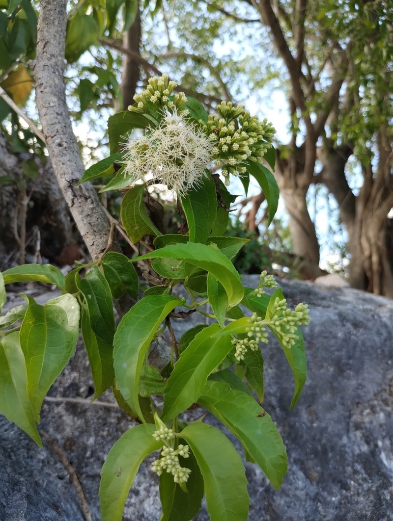 Koanophyllon albicaule photo 6