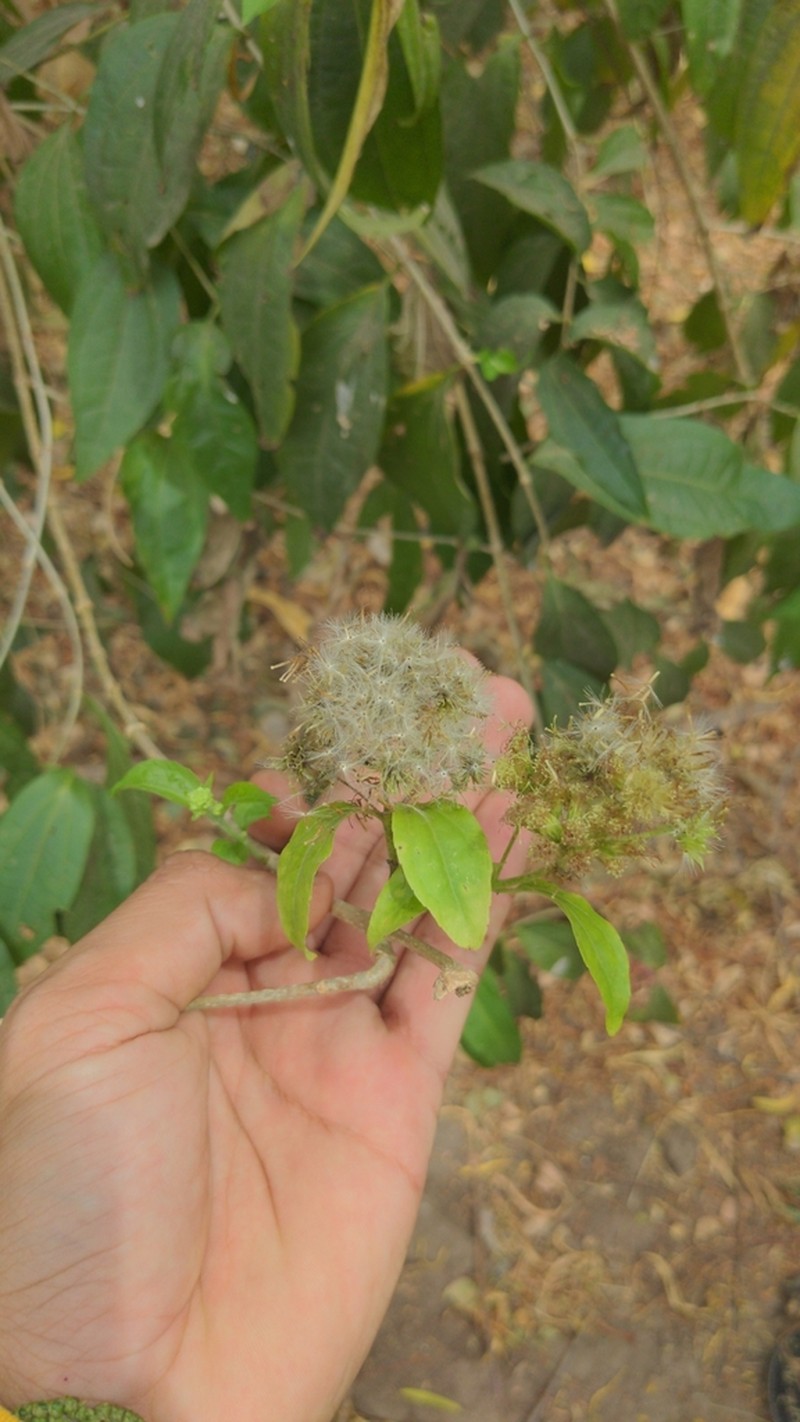Koanophyllon albicaule photo 7