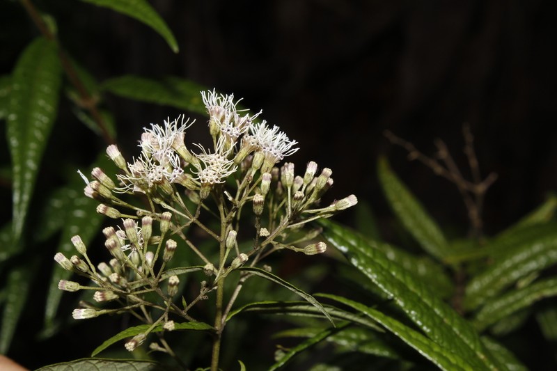 Koanophyllon ayapanoides