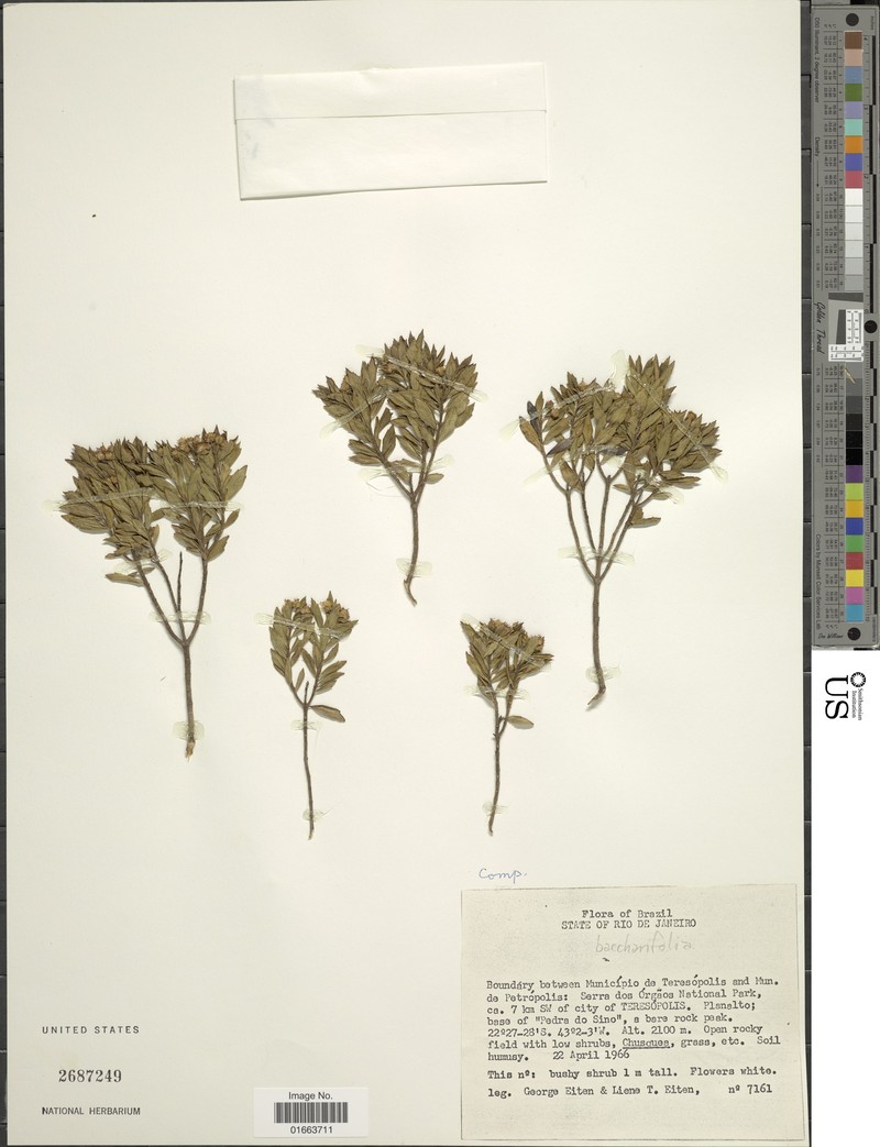 Koanophyllon baccharifolium