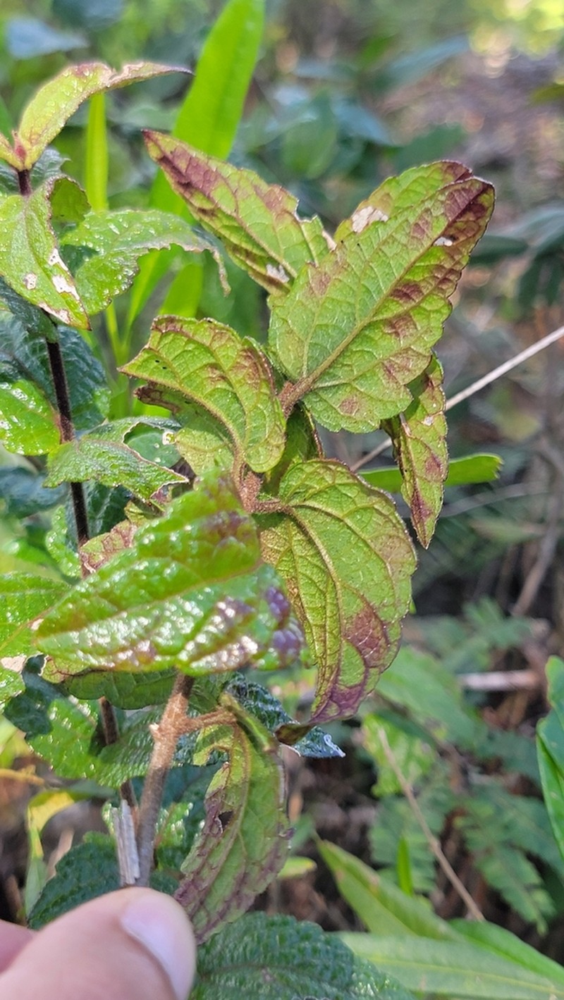 Koanophyllon barahonense