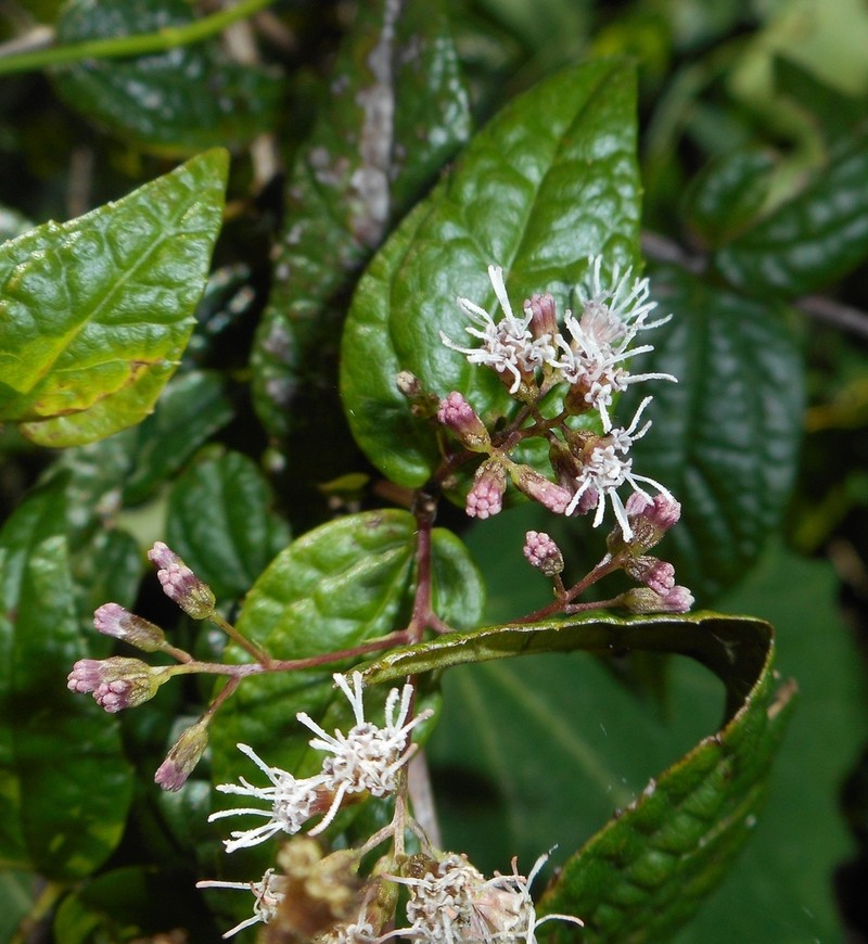 Koanophyllon bullescens