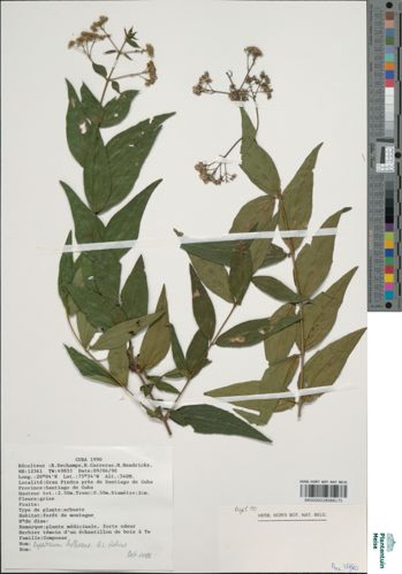 Koanophyllon bullescens photo 2