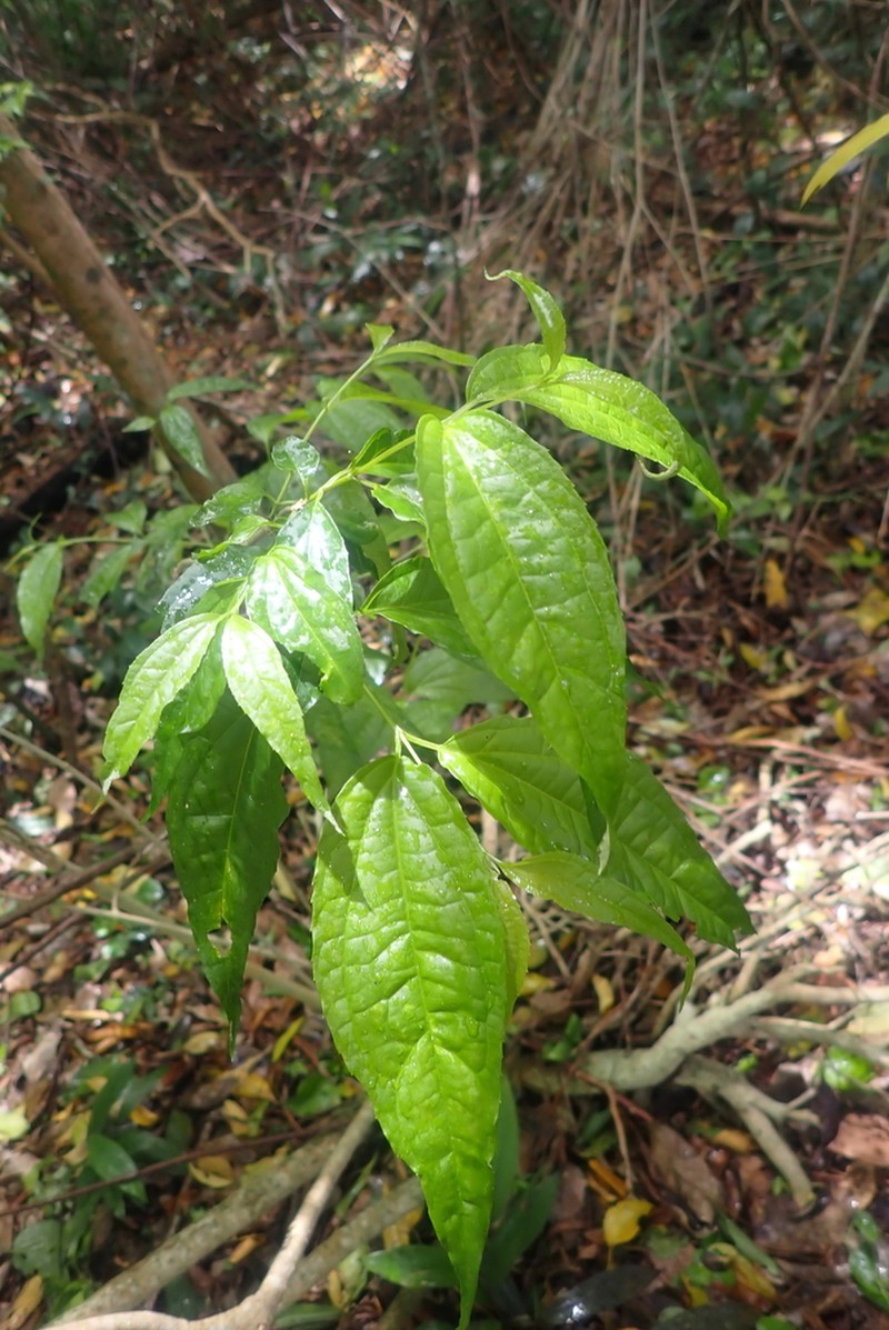 Koanophyllon celtidifolium