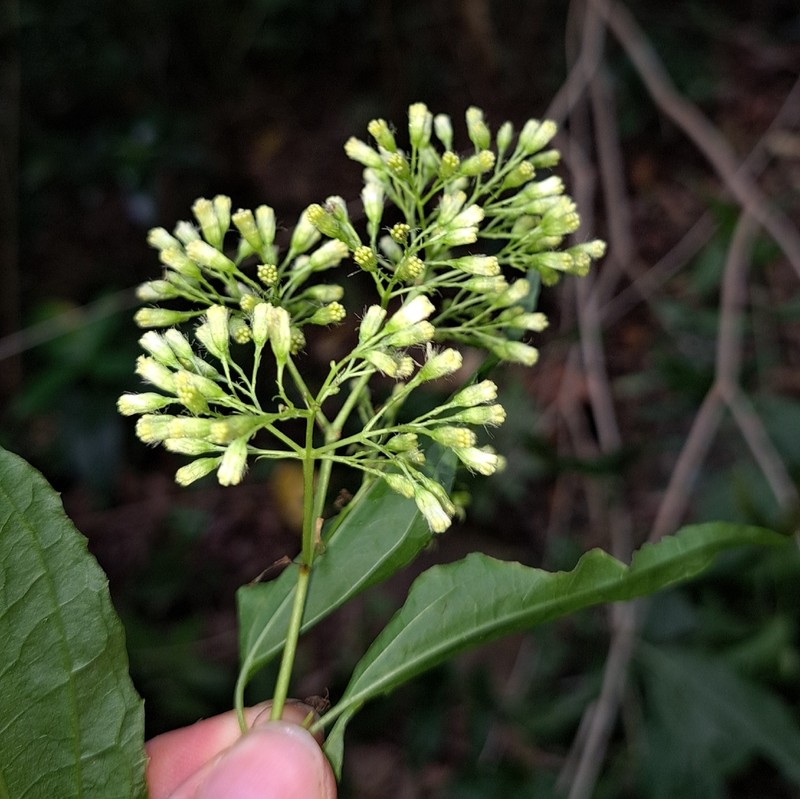 Koanophyllon celtidifolium photo 2
