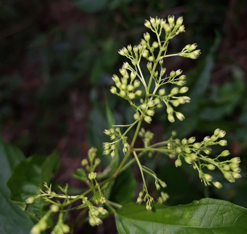 Koanophyllon celtidifolium photo 3