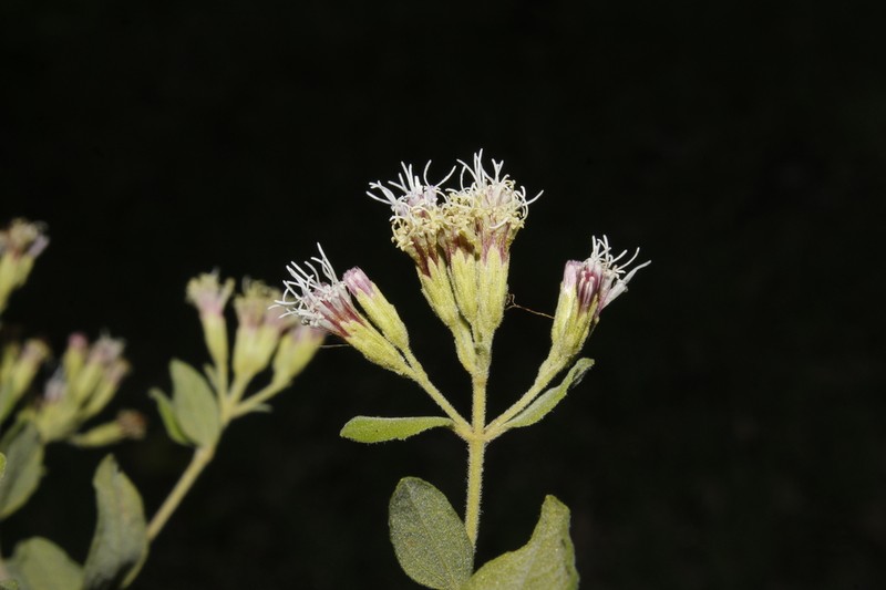 Koanophyllon chalceorithales