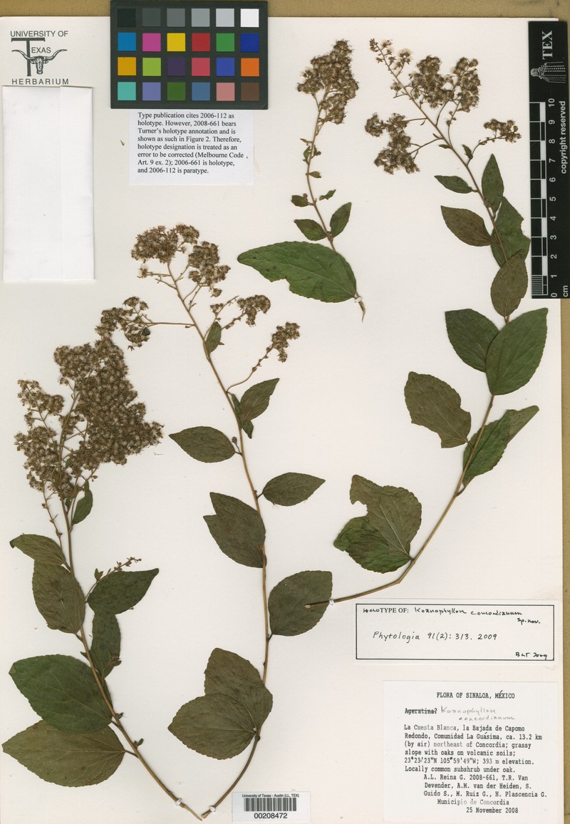 Koanophyllon concordianum