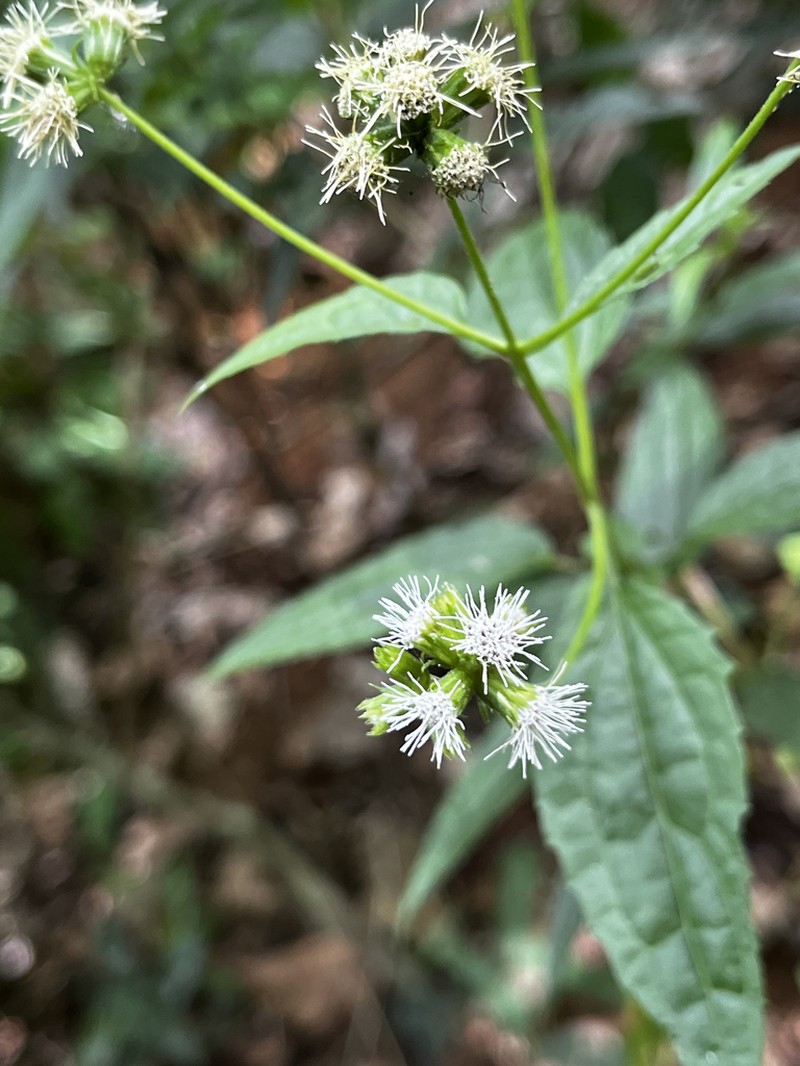 Koanophyllon conglobatum photo 2