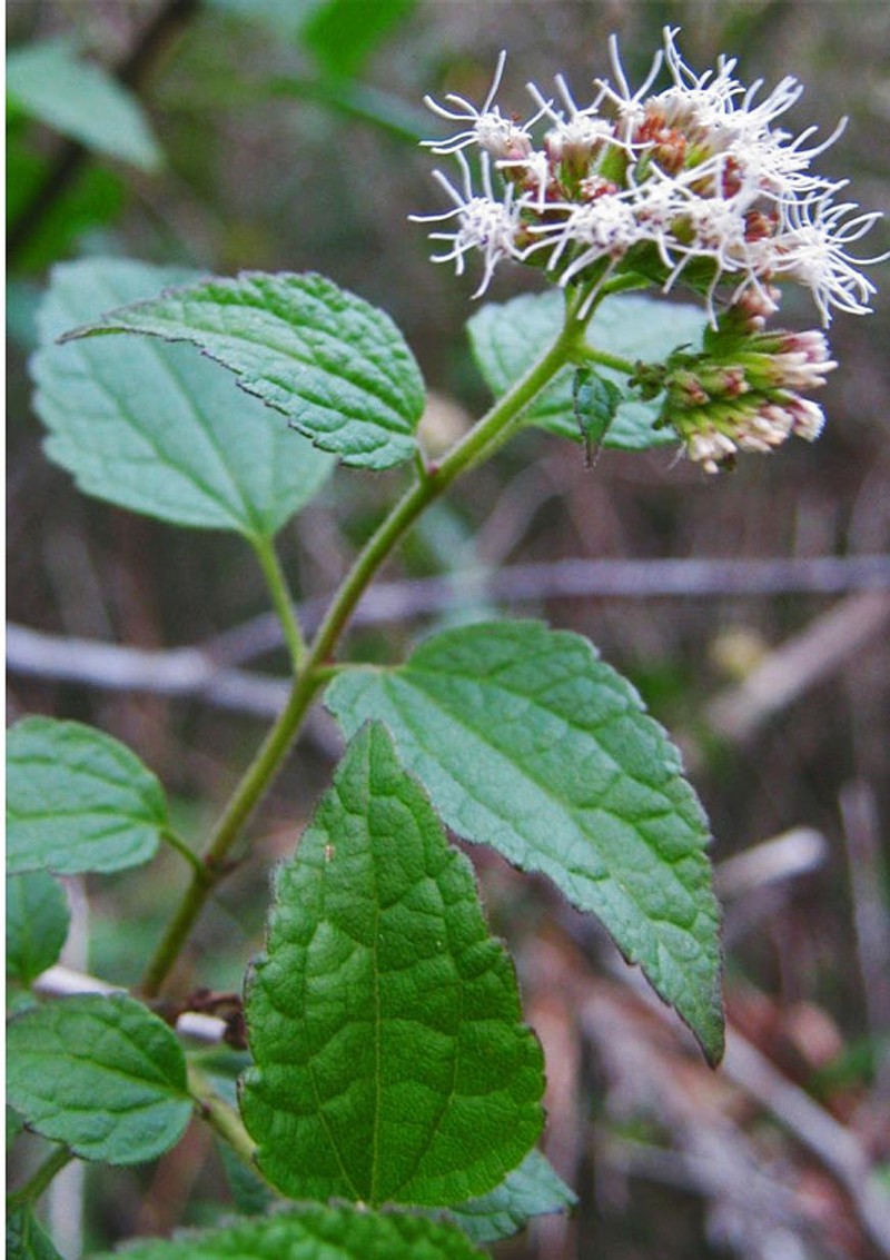 Koanophyllon conglobatum