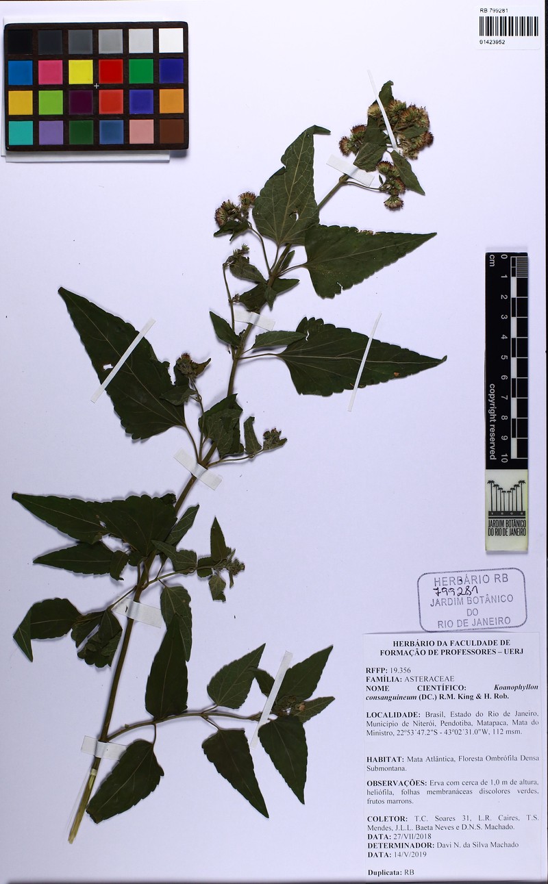 Koanophyllon consanguineum