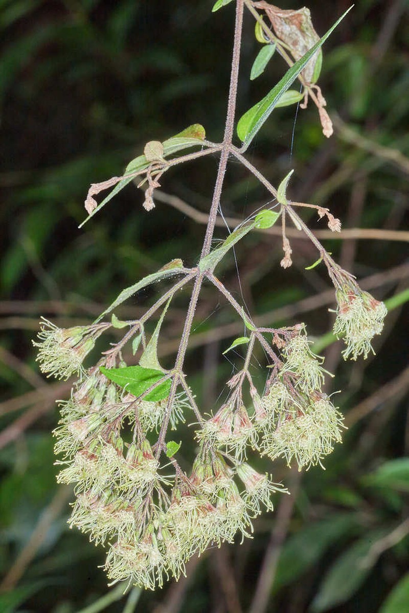 Koanophyllon coulteri