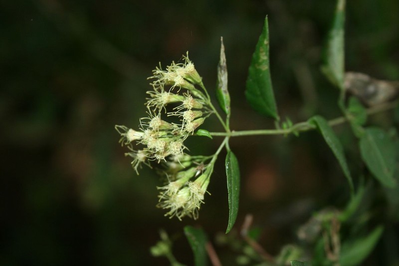 Koanophyllon coulteri photo 2