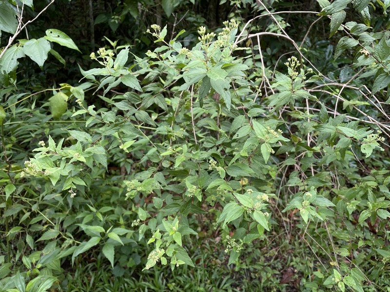 Oreganillo