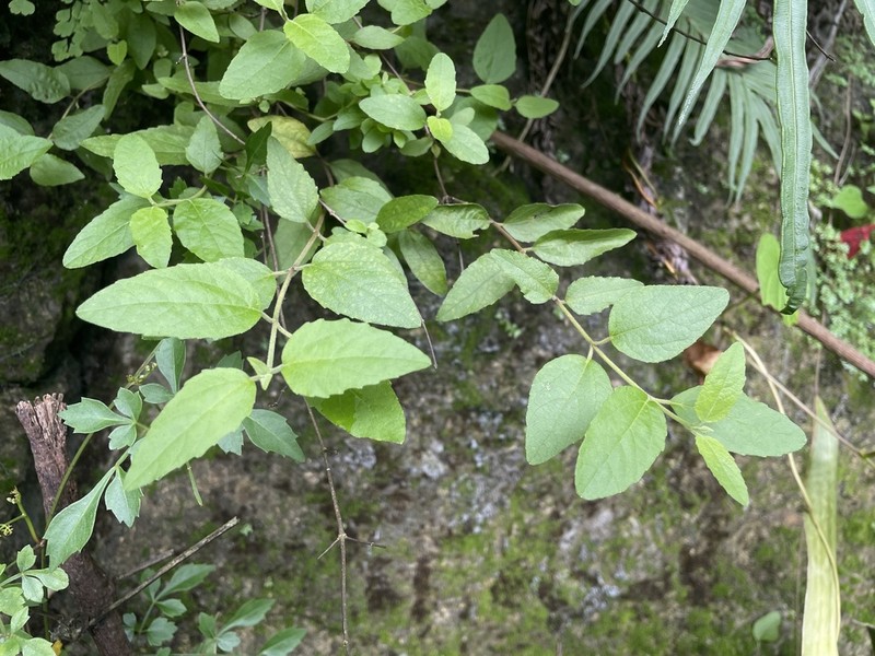 Oreganillo photo 4