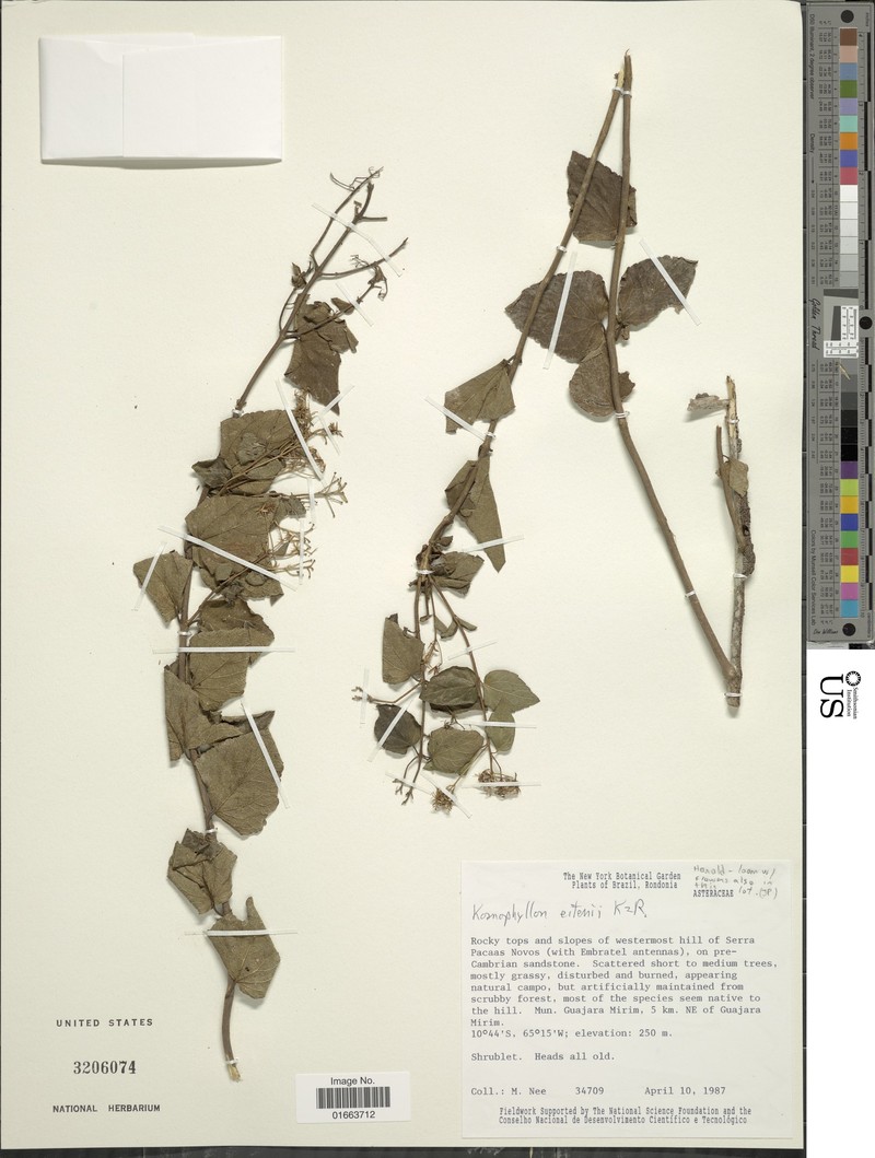 Koanophyllon eitenii