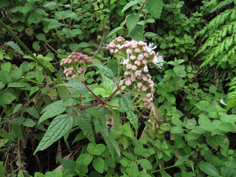 Koanophyllon flavidulum