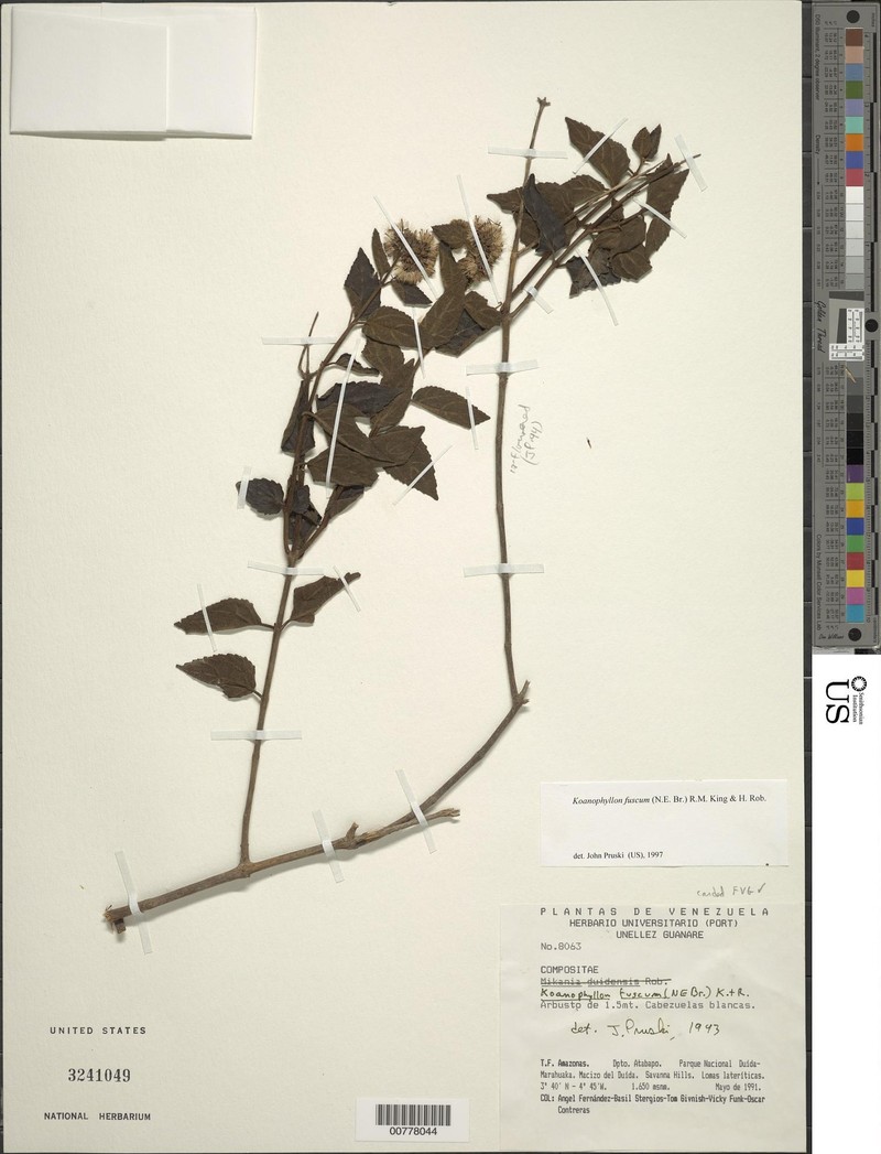 Koanophyllon fuscum
