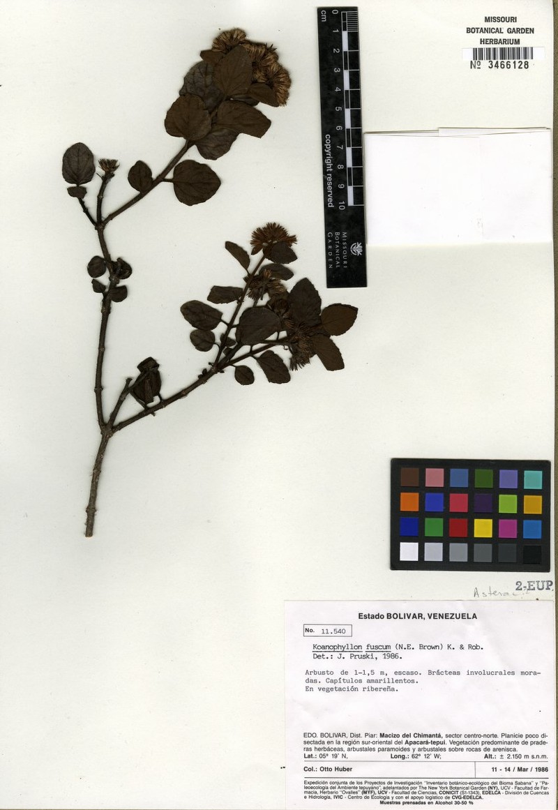 Koanophyllon fuscum photo 2
