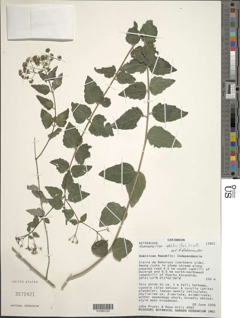 Koanophyllon gabbii