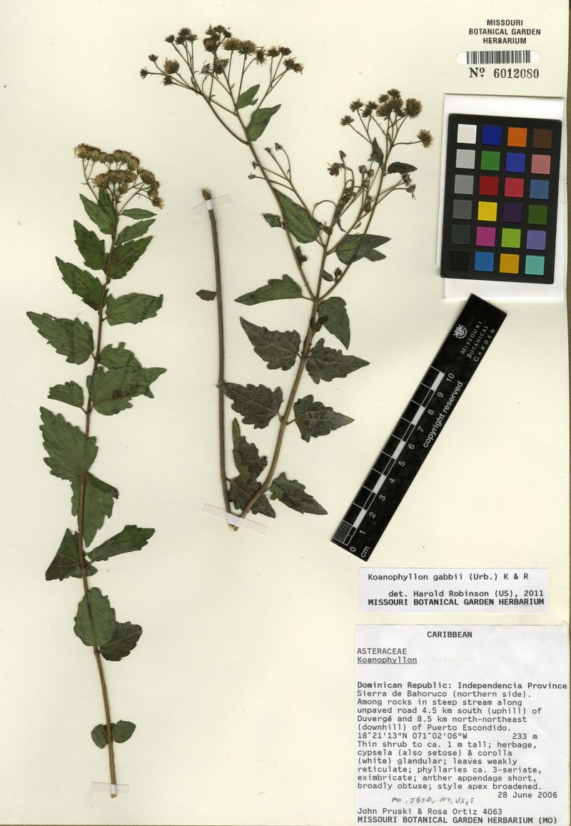 Koanophyllon gabbii photo 2