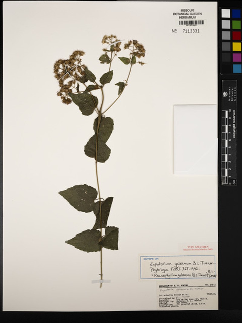 Koanophyllon galeanum photo 2