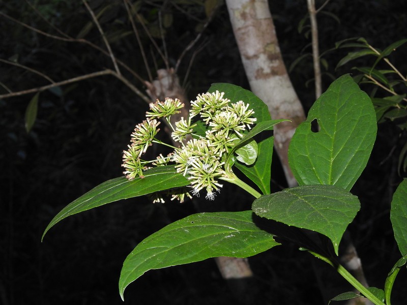 Koanophyllon galeottii photo 2