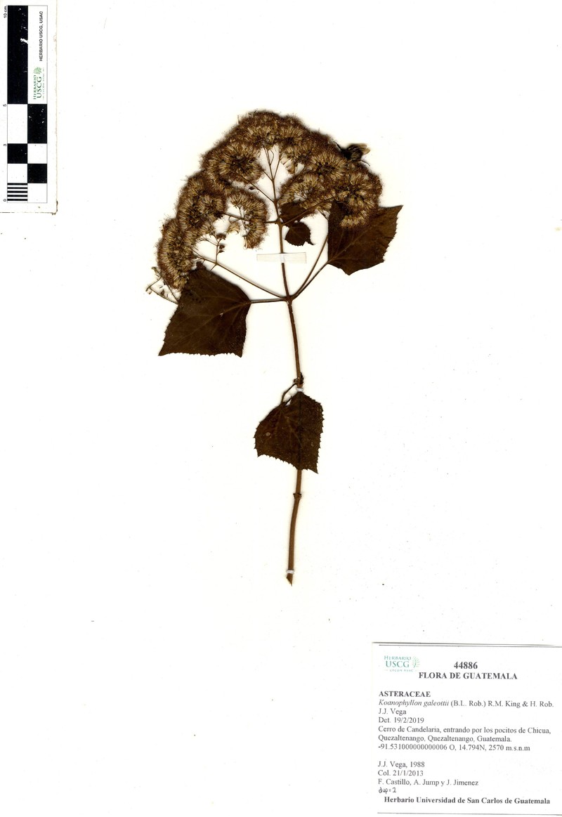 Koanophyllon galeottii photo 4