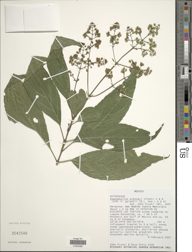 Koanophyllon galeottii photo 5