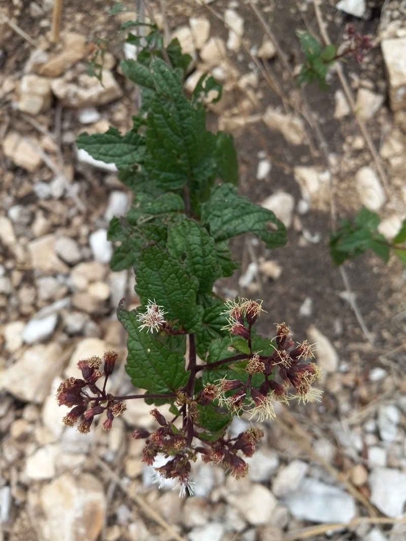 Koanophyllon gibbosum photo 2