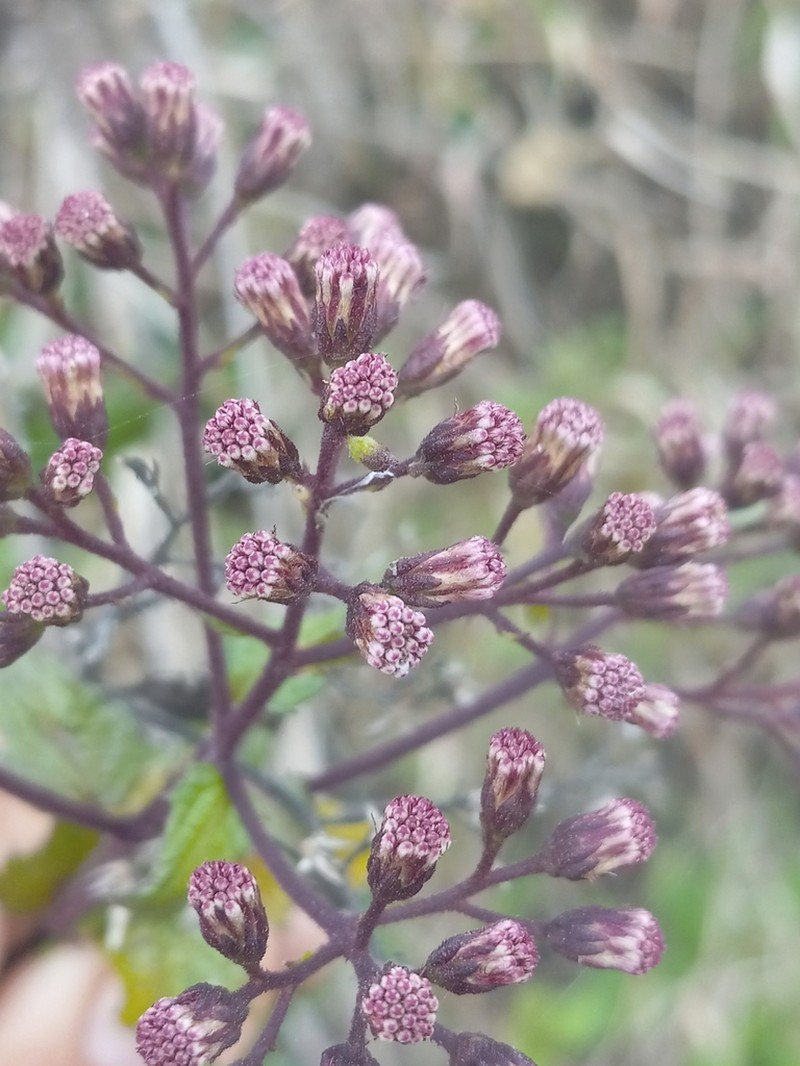 Koanophyllon gibbosum photo 3