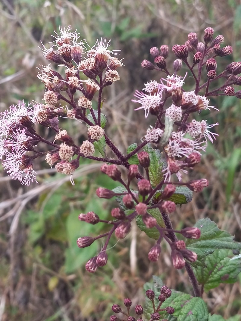 Koanophyllon gibbosum photo 4